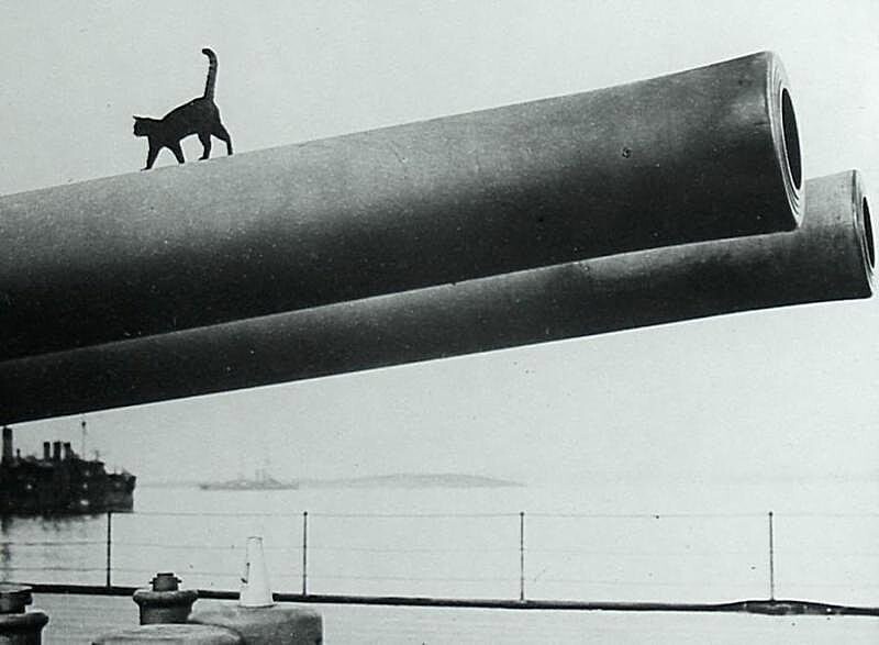 Корабельный кот с  британского корабля «Queen Elizabeth»