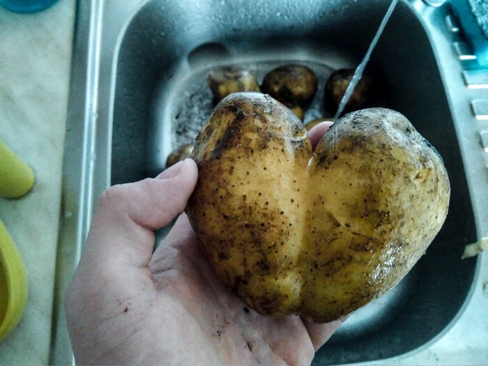 Картошка есть любовь 