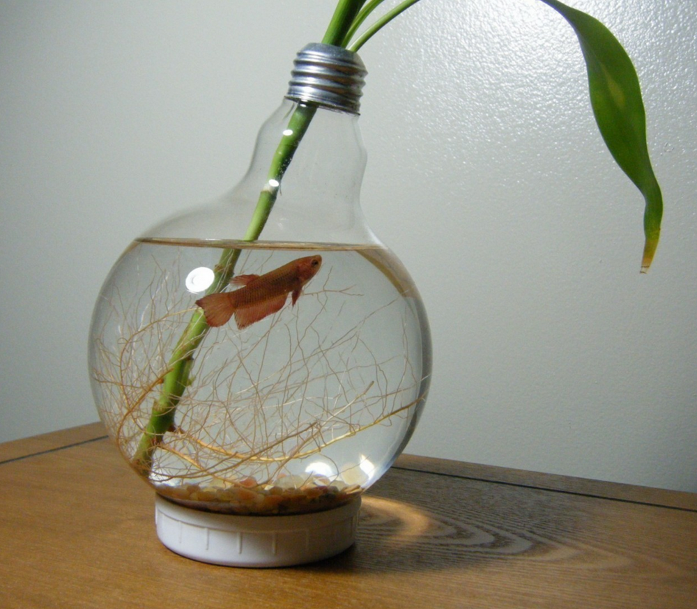 Что можно сделать из аквариума. Поделки из лампочек. Лампочка для аквариума. Флорариум "лампочка". Поделка лампочка.