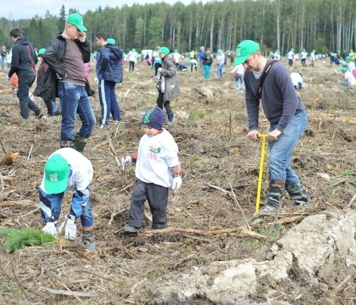 Более 1,8 млн деревьев высадили в Подмосковье в рамках акции «Наш лес"
