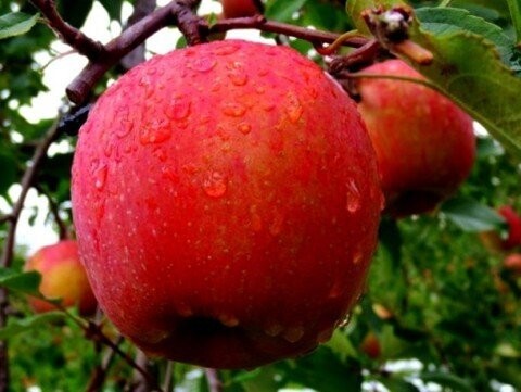 Самые дорогие яблоки в мире!