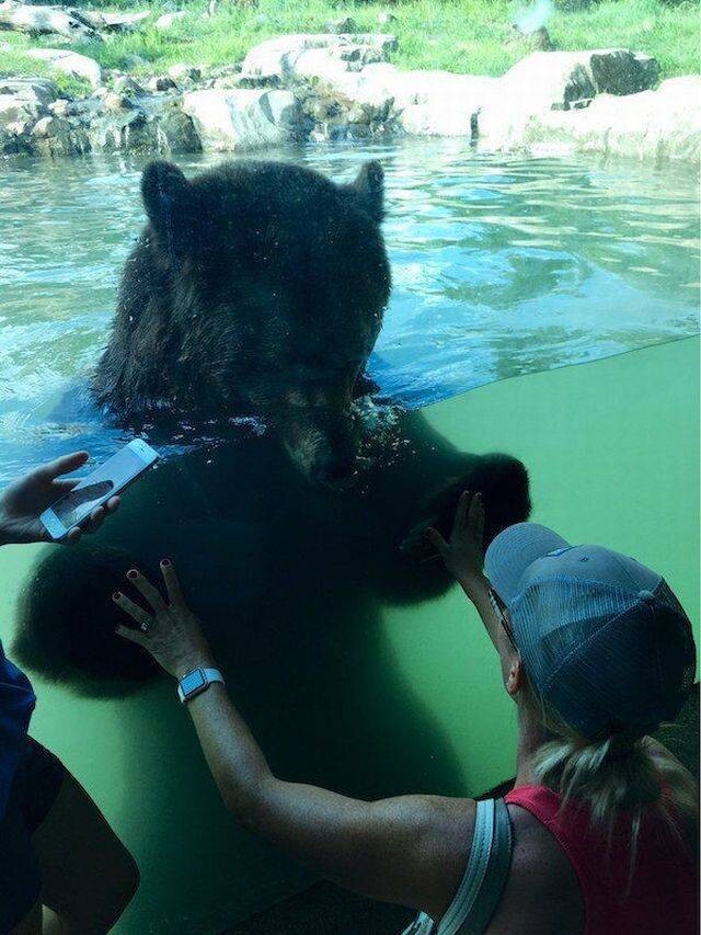 Знакомство с медведем 