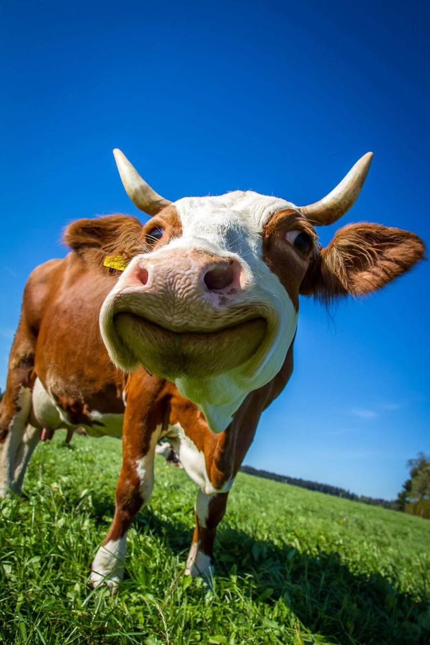 Счастливая корова 