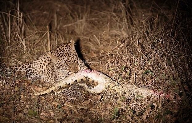 Как правило, африканский леопард не охотится на крокодила из страха стать его жертвой 