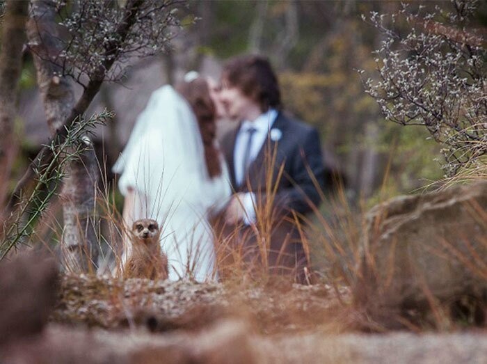 35 лучших свадебных фотобомб