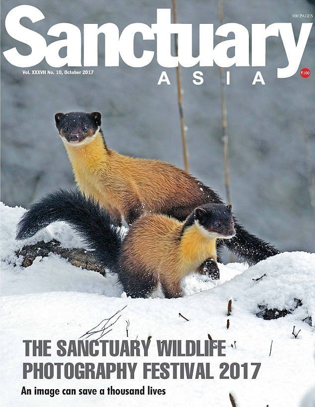 Азиатский журнал Sanctuary удостоил снимок награды, и назвал ситуацию "издевательством, которое стало обычным делом"