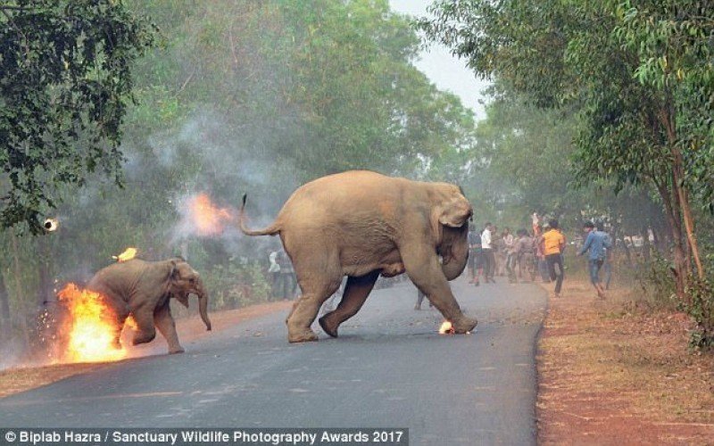 По словам фотографа, в момент фото слоненок "отчаянно кричал", а толпа людей лишь насмехалась над животными. "Для этих умных, благородных животных, которые жили в этих местах веками, ад уже настал здесь и сейчас", - говорит фотограф
