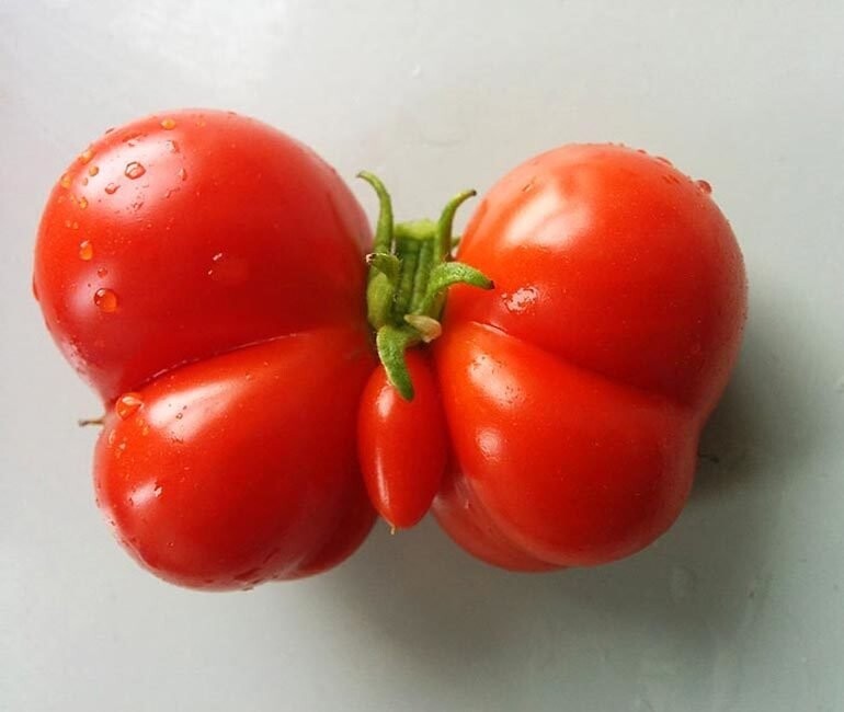 Среди томатов тоже попадаются уродцы по сути, но очень красивые 