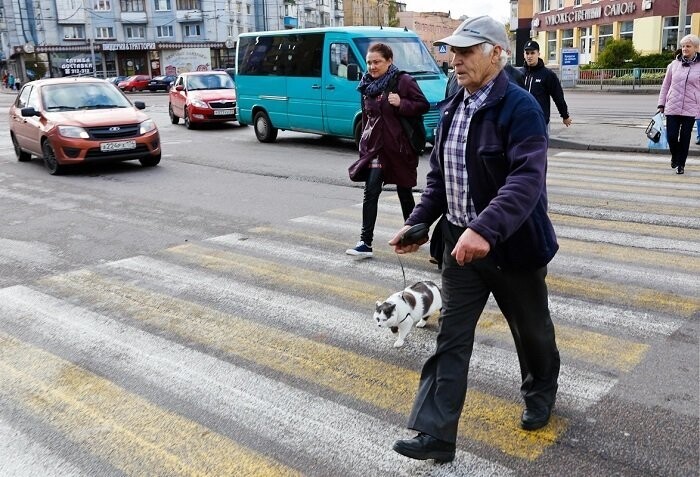 За этого кота предлагали 450 тысяч рублей