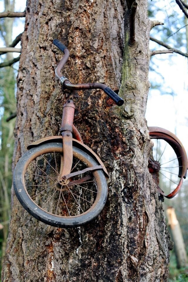 7. Много лет назад мальчик оставил у дерева велосипед  