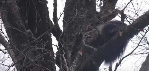 Сотрудники МЧС спасли кота, который в течение двух суток сидел на дереве