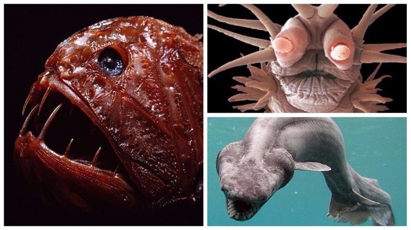 Подводный мир: самые странные обитатели океана