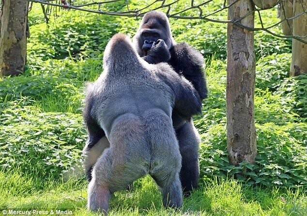 Драка за еду: гориллы в зоопарке устроили боксерский поединок