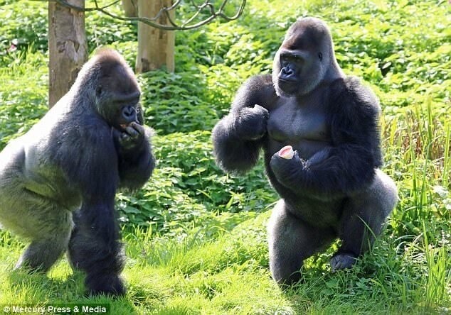 Драка за еду: гориллы в зоопарке устроили боксерский поединок