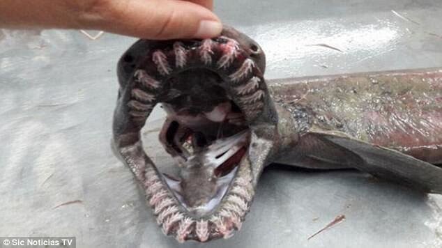 У берегов Португалии поймали уродливую доисторическую акулу