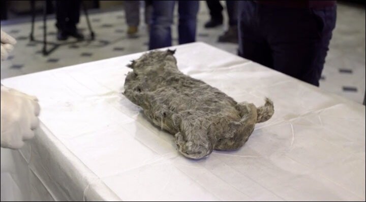 Учёные хотят клонировать 50-тысячелетнего пещерного львёнка, обнаруженного в Сибири