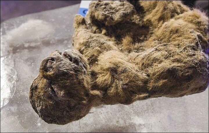 Учёные хотят клонировать 50-тысячелетнего пещерного львёнка, обнаруженного в Сибири
