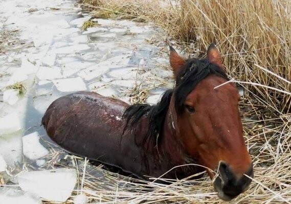 В омской области похищенного коня бросили умирать в ледяной трясине