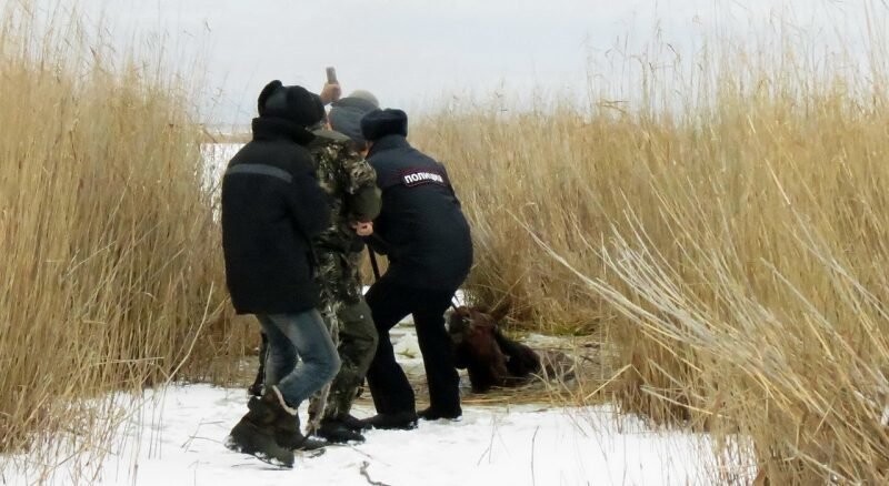 В омской области похищенного коня бросили умирать в ледяной трясине