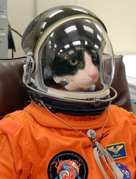 Кот-астронавт 