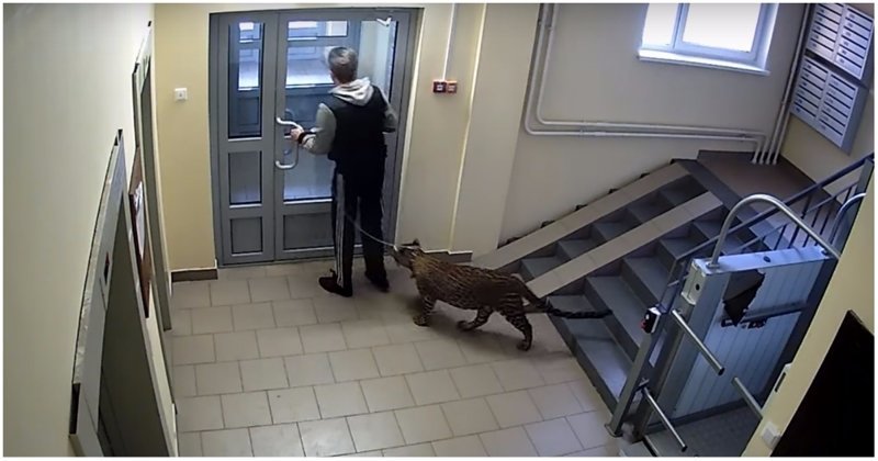 Житель многоэтажки выгуливает на поводке своего леопарда