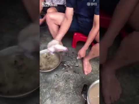 Сотрудники вьетнамского общепита чистят живых крыс 