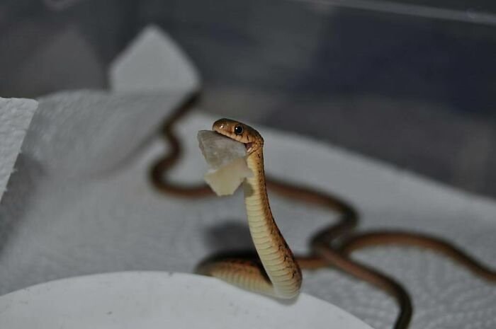 35 восхитительных фотографий, которые помогут вам побороть страх перед змеями