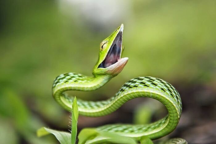 35 восхитительных фотографий, которые помогут вам побороть страх перед змеями