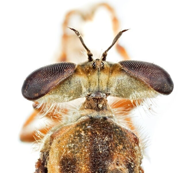 А это - хищная муха Holcocephala fusca из семейства ктырей. Большие глаза и отличное зрение помогают ей ловить мошек и других насекомых.