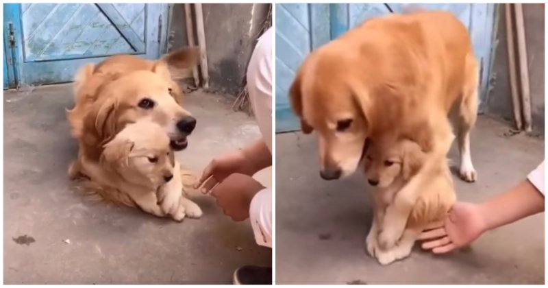 Эта собака так любит своего щенка, что не разрешает прикасаться к нему даже хозяину