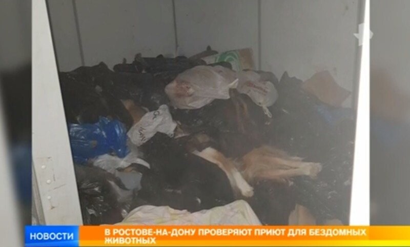 В Ростове-на-Дону зоозащитники обнаружили сотни мертвых собак и кошек