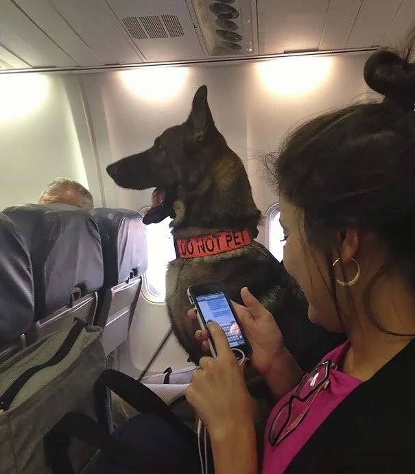 "Служебная собака из части К-9 - специалист по обнаружению взрывчатки. В самолете у нее было собственное место"