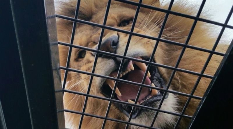 В австралийском зоопарке появился новый аттракцион, позволяющий посетителям побыть среди львов