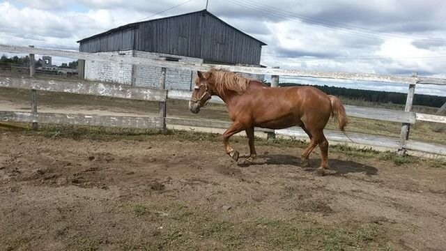 Вот он уже на новом месте, куда его забрали новые хозяева, которые оказались не такими уж добрыми, какими они сперва казались.