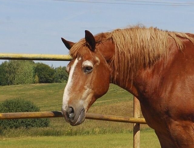 Так конь выглядел в 2015 году, когда его спасли от забоя в первый раз.