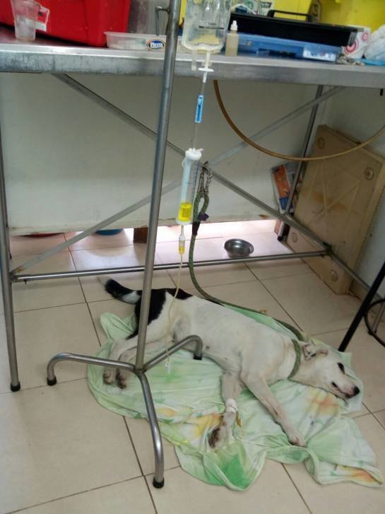 Собака умерла из-за 'разбитого сердца' после того, как владелец бросил её в аэропорту