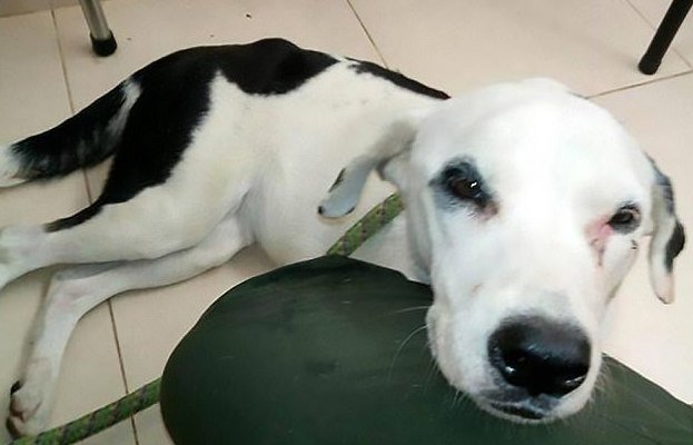 Собака умерла из-за 'разбитого сердца' после того, как владелец бросил её в аэропорту