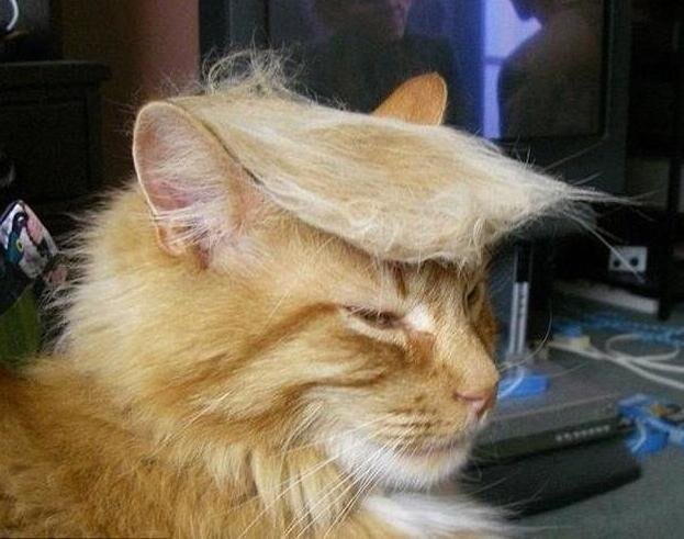 Акция "Причеши кота под Трампа!" завоевывает континенты