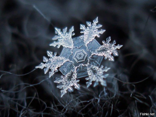 Макрофотографии снежинок