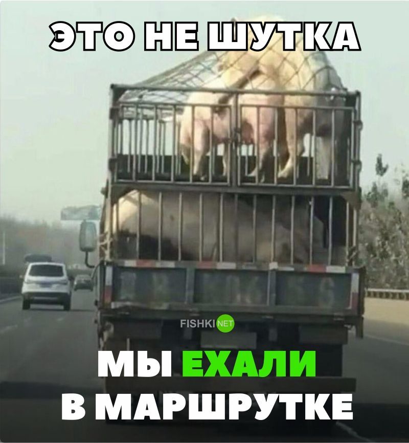 Это не шутка, мы ехали в маршрутке