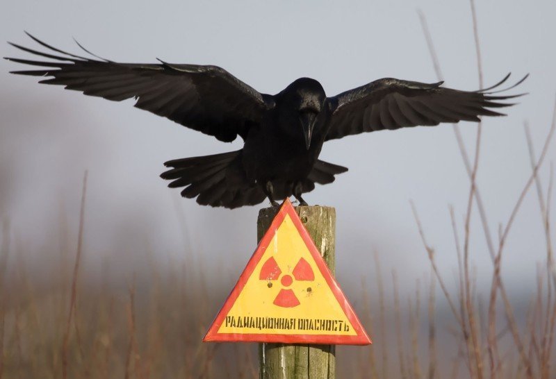 Уже поздно: уральцам не советуют спасаться от радиации