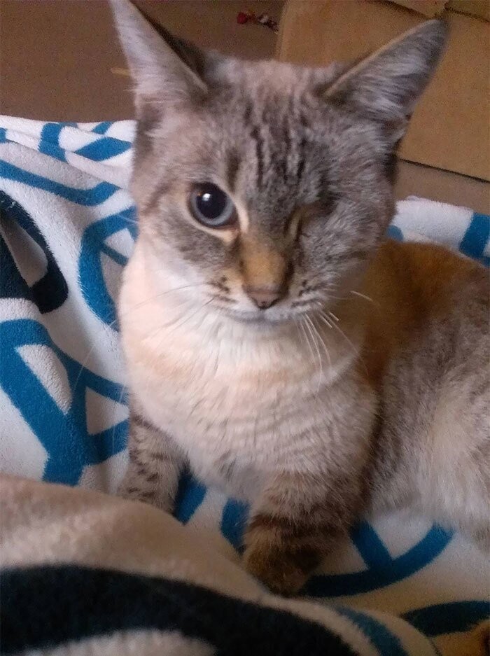 5. Беатрикс Киддо - кошка с травмой глаза и множеством других повреждений, которую нашли умирающей на улице