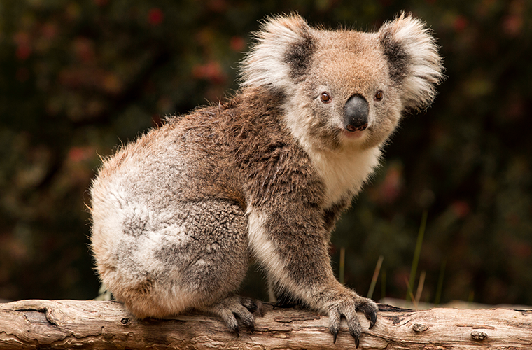 Коала