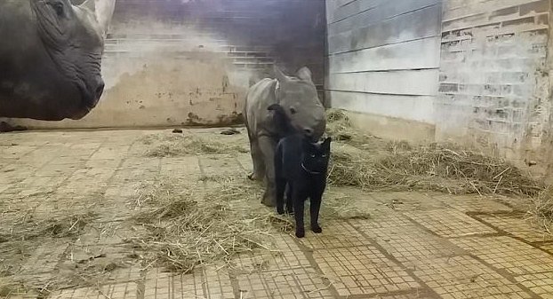 Межвидовая дружба завязалась в одном из зоопарков Чехии