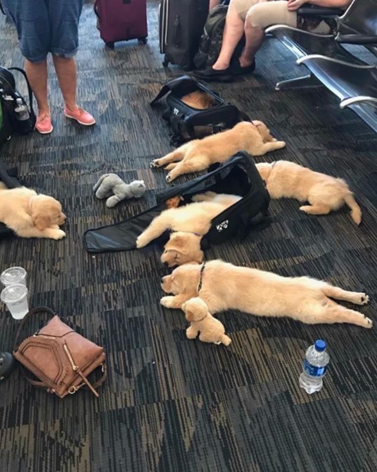 Щенки в аэропорту 