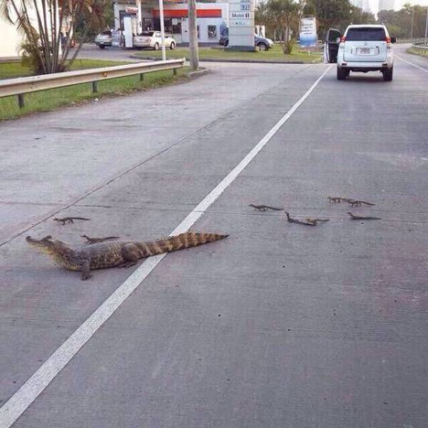 Аллигатор с детенышами на дороге