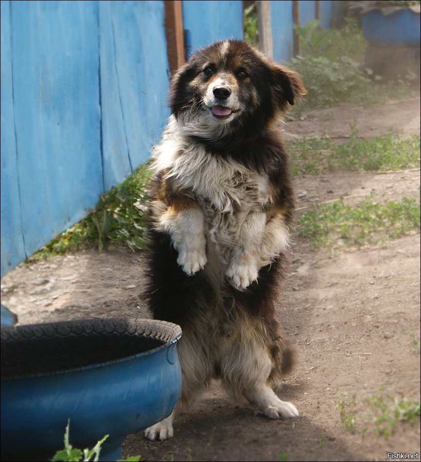 Солянка