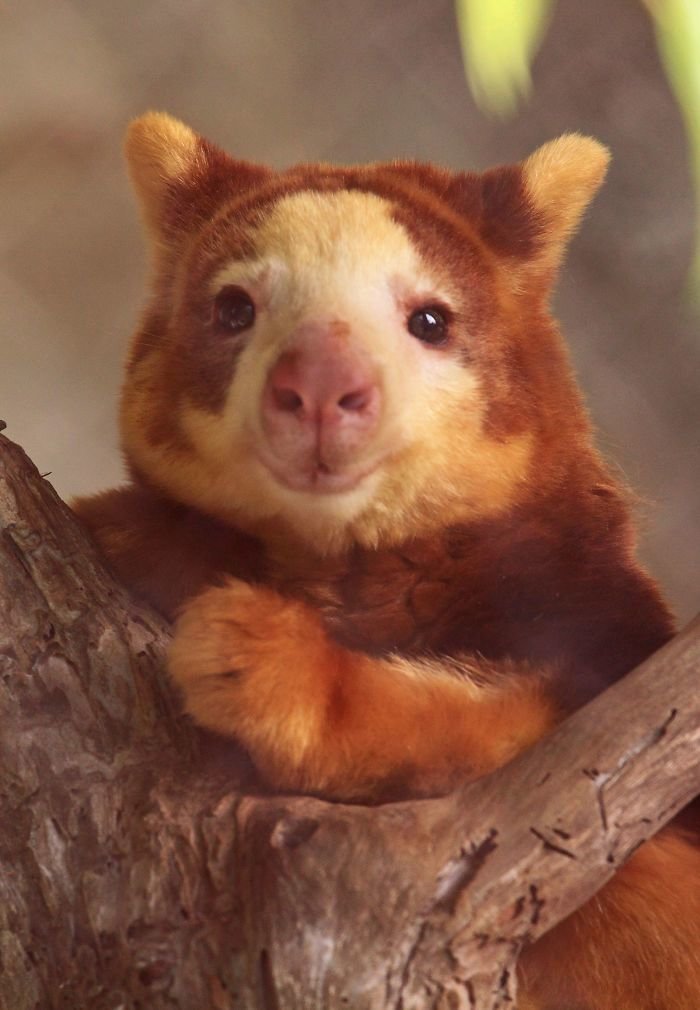 А вы видели древесных кенгуру? На них невозможно смотреть без улыбки!