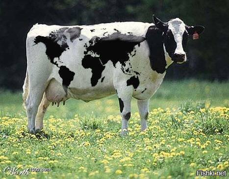 МИРовая корова