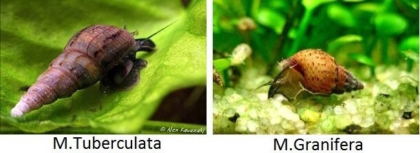 Аквариумистам на заметку. Улитка Melanoides granifera